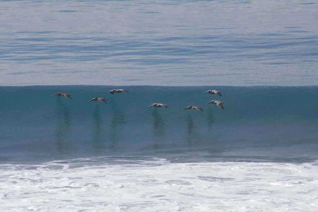 16-Pelicans that fly low over the waves.jpg - Pelicans that fly low over the waves
